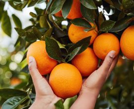 citrus